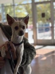 Reunited Male Dog last seen Near Galapago St, Denver, CO 80204