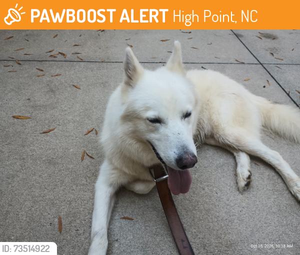 Found/Stray Male Dog last seen Near Westchester Dr and Chestnut Dr, High Point, NC 27262