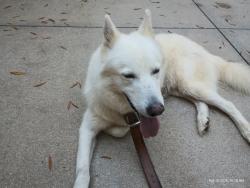 Found/Stray Male Dog last seen Near Westchester Dr and Chestnut Dr, High Point, NC 27262