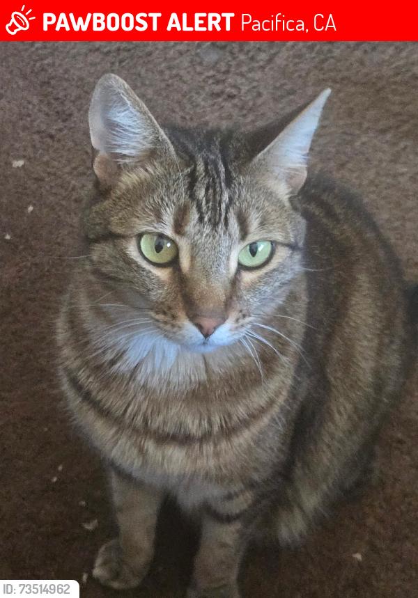 Lost Female Cat last seen Kavanaugh, Pacifica, CA 94044