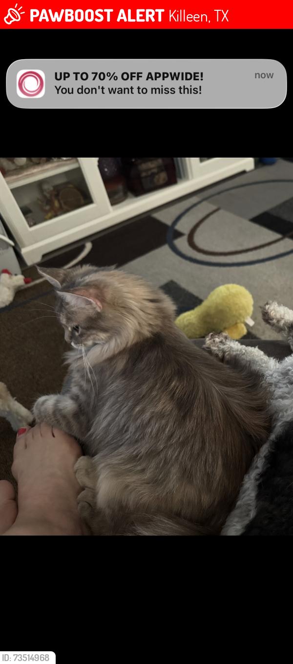 Lost Unknown Cat last seen Robinett, Killeen, TX 76549