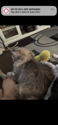 Lost Unknown Cat last seen Robinett, Killeen, TX 76549