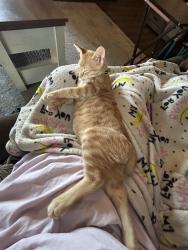 Lost Male Cat last seen Near S West St, Wichita, KS 67217, Wichita, KS 67217