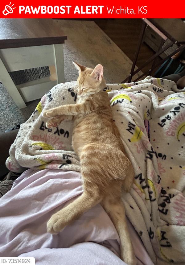 Lost Male Cat last seen Near S West St, Wichita, KS 67217, Wichita, KS 67217