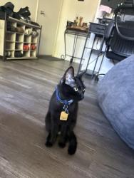 Lost Female Cat last seen Shaw and Cedar, Fresno CA, 93726, Fresno, CA 93726