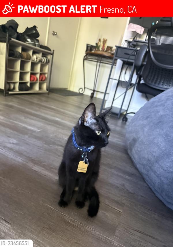 Lost Female Cat last seen Shaw and Cedar, Fresno CA, 93726, Fresno, CA 93726