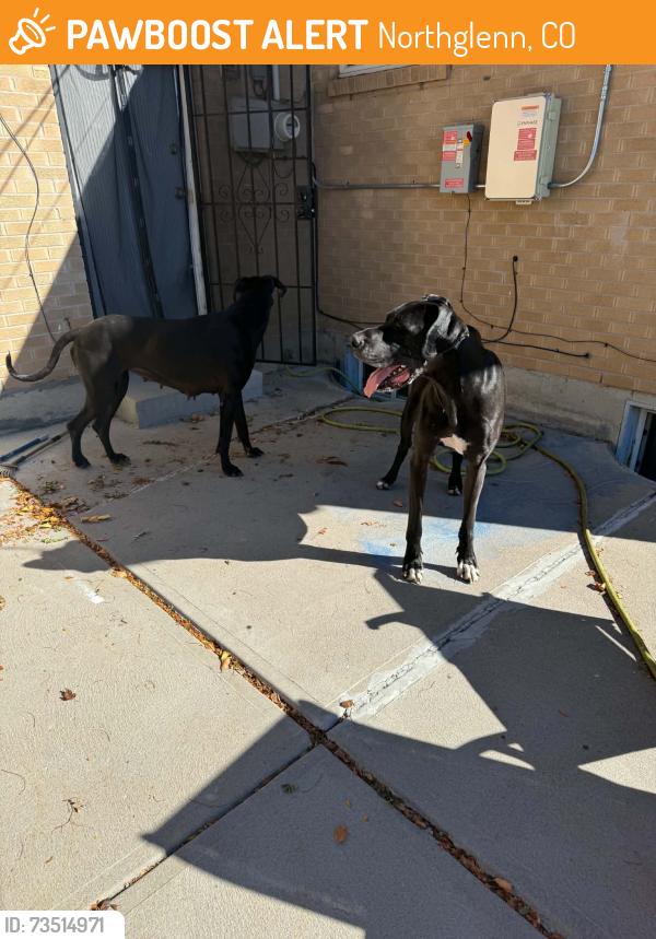 Found/Stray Unknown Dog last seen Marion and Leroy dr, Northglenn, CO 80233