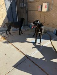 Found/Stray Unknown Dog last seen Marion and Leroy dr, Northglenn, CO 80233