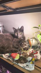 Lost Female Cat last seen Meister Rd, Falbo Park, Central Park, Lorain, OH 44052
