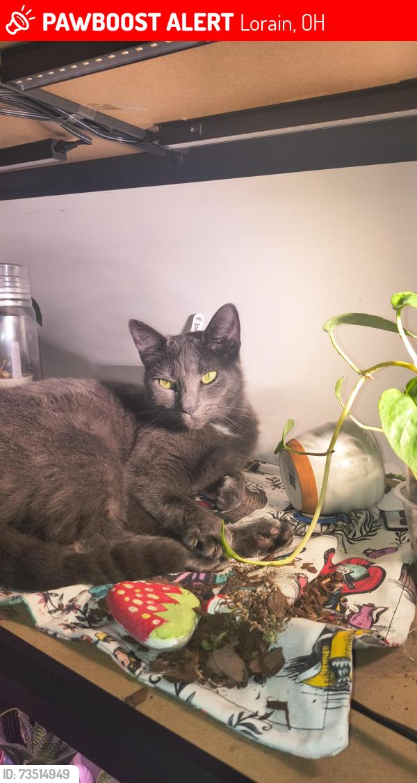 Lost Female Cat last seen Meister Rd, Falbo Park, Central Park, Lorain, OH 44052
