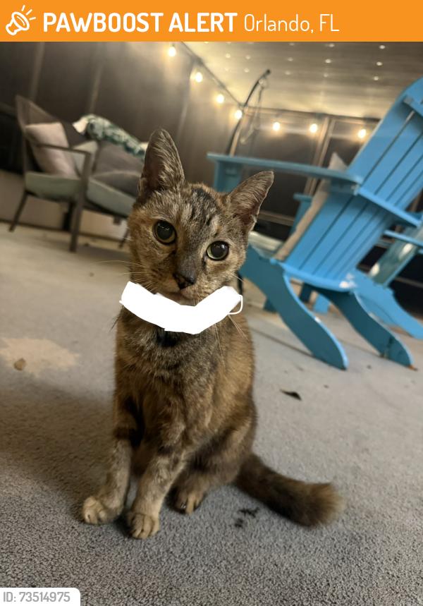 Found/Stray Female Cat last seen Partridge Ln & Dorris Dr., Orlando, FL 32807
