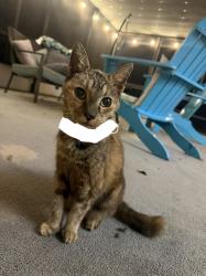 Found/Stray Female Cat last seen Partridge Ln & Dorris Dr., Orlando, FL 32807