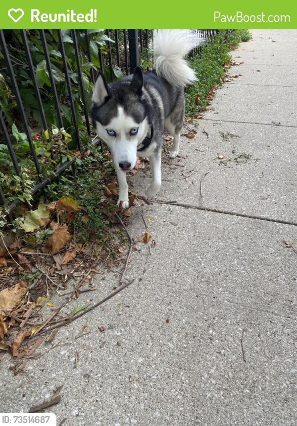 Reunited Male Dog last seen Columbia and Ashland, Chicago, IL 60626