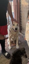 Reunited Male Dog last seen Woodman and kyline drive . By lmk park, San Diego, CA 92114