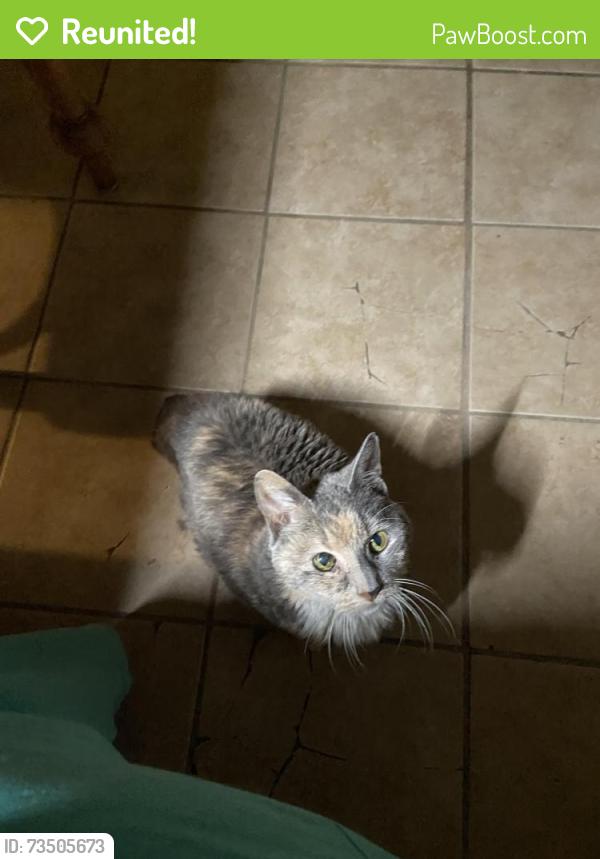 Reunited Female Cat last seen Bell Ave, Noblestown Rd, Carnegie, PA 15106
