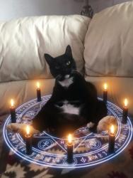 Lost Female Cat last seen 8th street, Albuquerque, NM 87102