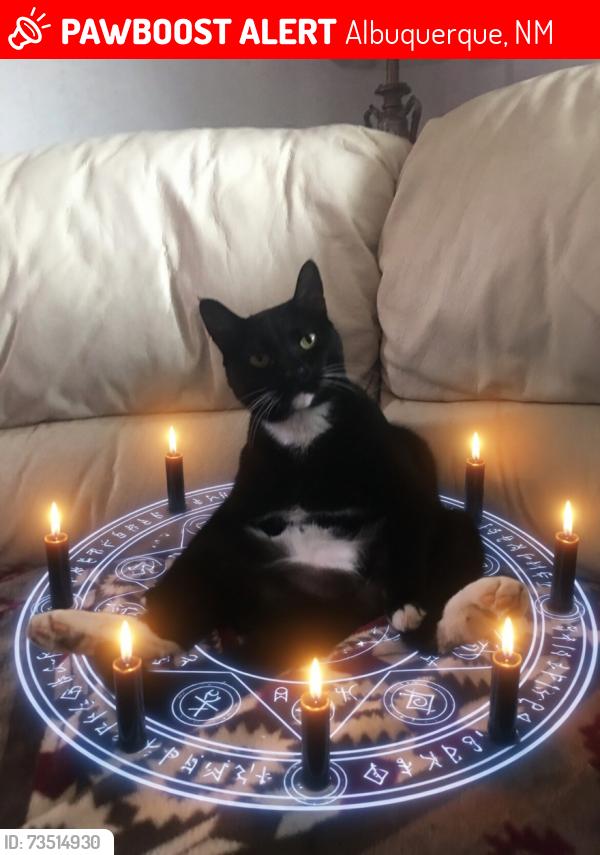 Lost Female Cat last seen 8th street, Albuquerque, NM 87102