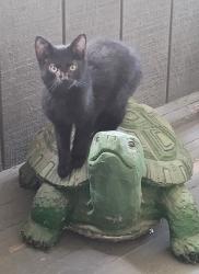 Lost Male Cat last seen Brown & waterloo, Akron, OH 44319