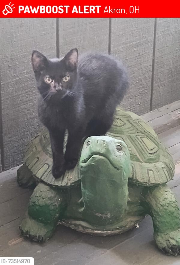 Lost Male Cat last seen Brown & waterloo, Akron, OH 44319