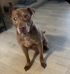 Reunited Male Dog last seen Near Darley Ave, Baltimore, MD 21213, USA, Baltimore, MD 21213