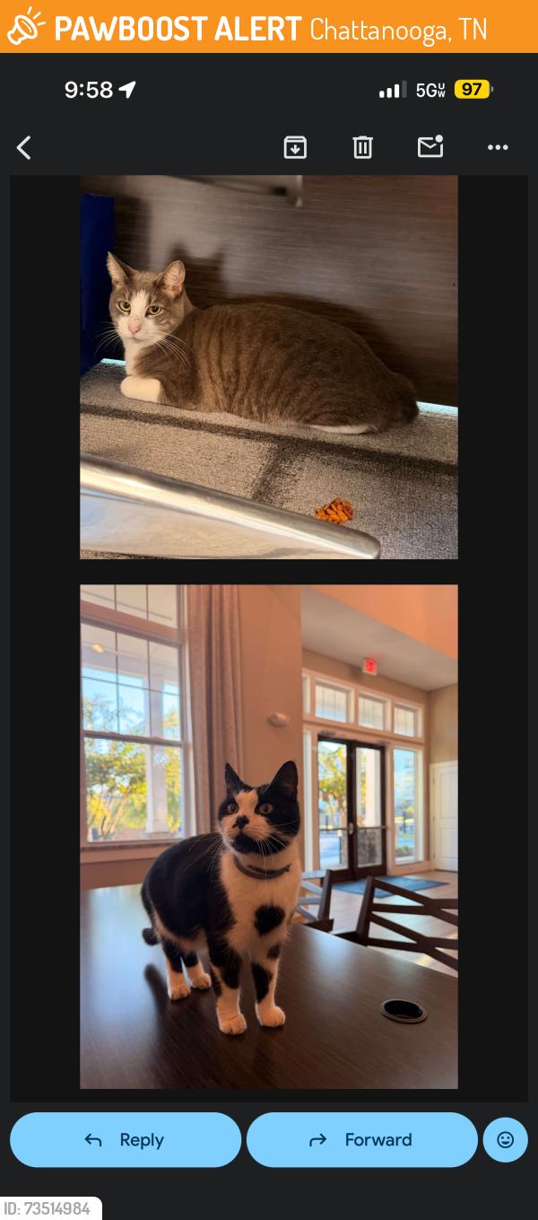 Found/Stray Unknown Cat last seen Near Hixson Pike, Chattanooga, TN 37343