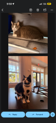 Found/Stray Unknown Cat last seen Near Hixson Pike, Chattanooga, TN 37343