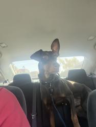 Found/Stray Male Dog last seen Olive and 67th, Glendale, AZ 85335