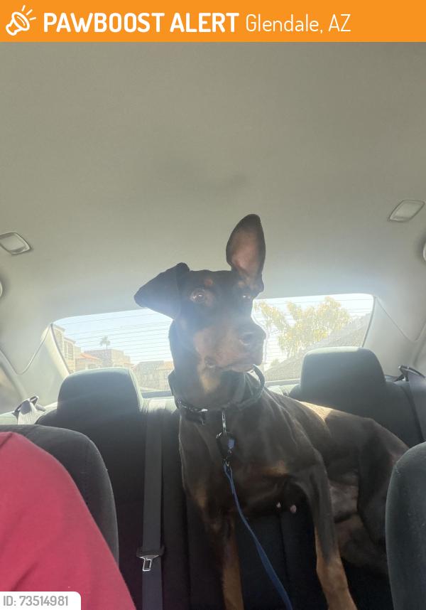Found/Stray Male Dog last seen Olive and 67th, Glendale, AZ 85335