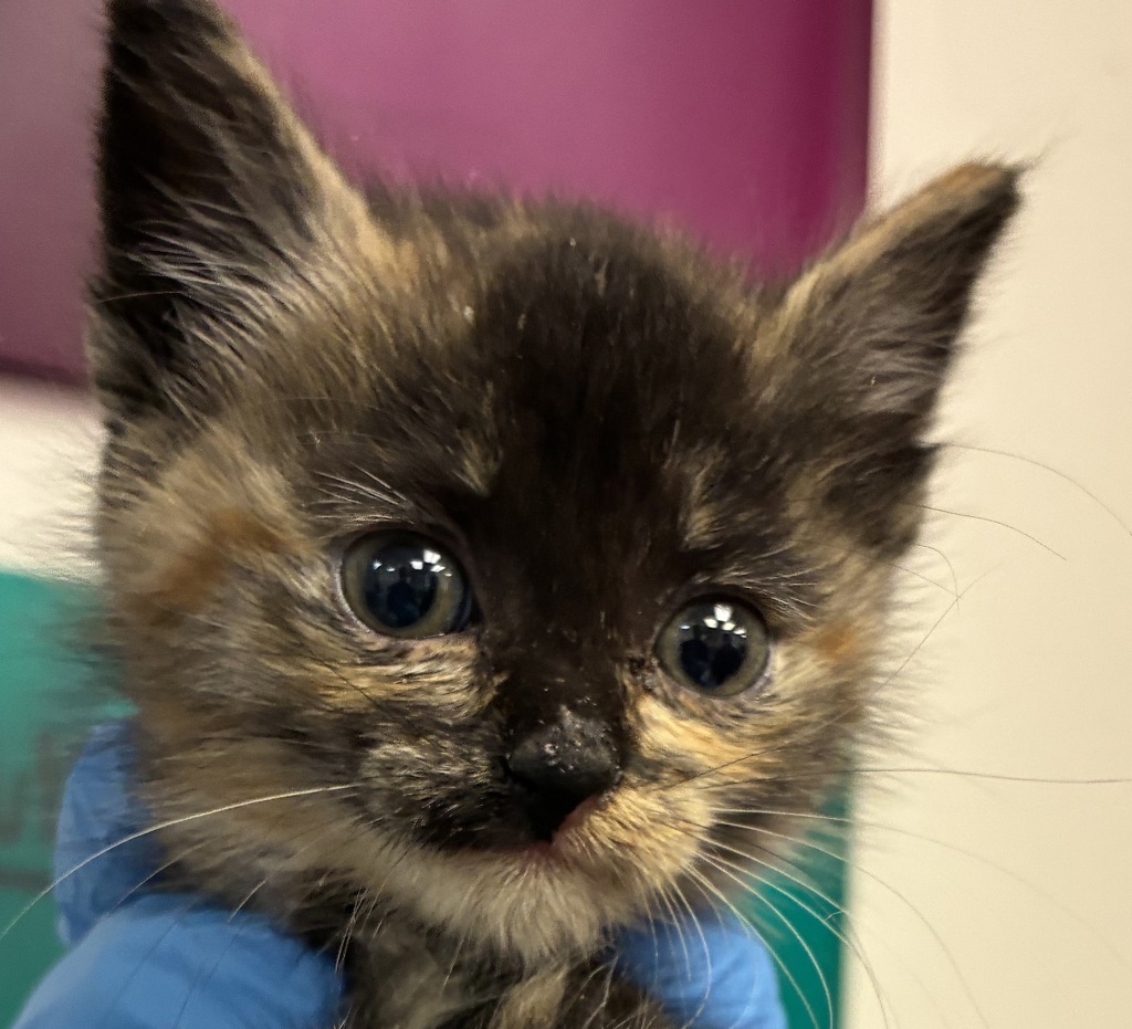 Shelter Stray Female Cat last seen 138th / Halsey, PORTLAND, OR, 97230, 1700 W Historic Columbia River Hwy, Troutdale, OR 97060, USA