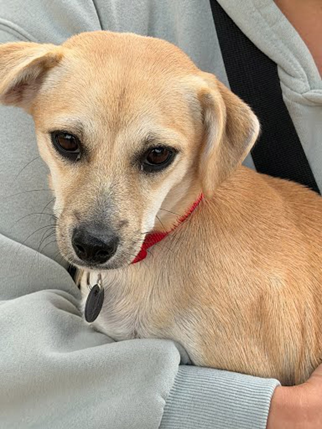 Shelter Stray Male Dog last seen Briarcreek Loop, MANOR, TX, 78653, 7201 Levander Loop bldg a, Austin, TX 78702, USA