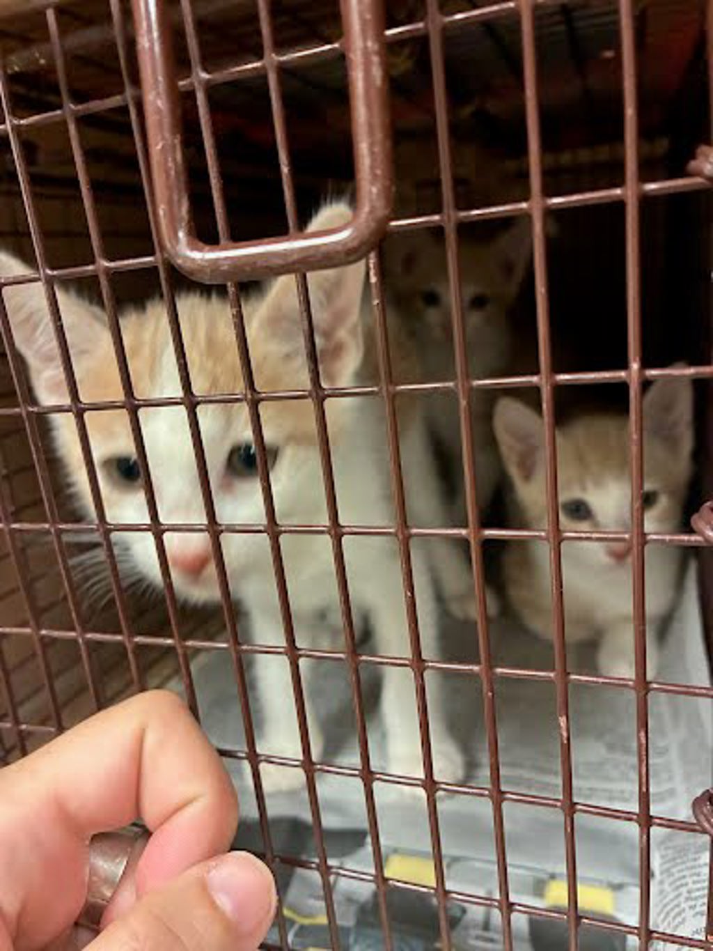 Shelter Stray Unknown Cat last seen Near Thompson Lane, AUSTIN, TX, 78742, 7201 Levander Loop bldg a, Austin, TX 78702, USA