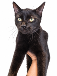 Found/Stray Male Cat last seen Near Patricia Dr, Nashville, TN 37217, Nashville, TN 37217