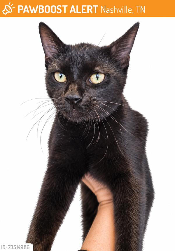 Found/Stray Male Cat last seen Near Patricia Dr, Nashville, TN 37217, Nashville, TN 37217
