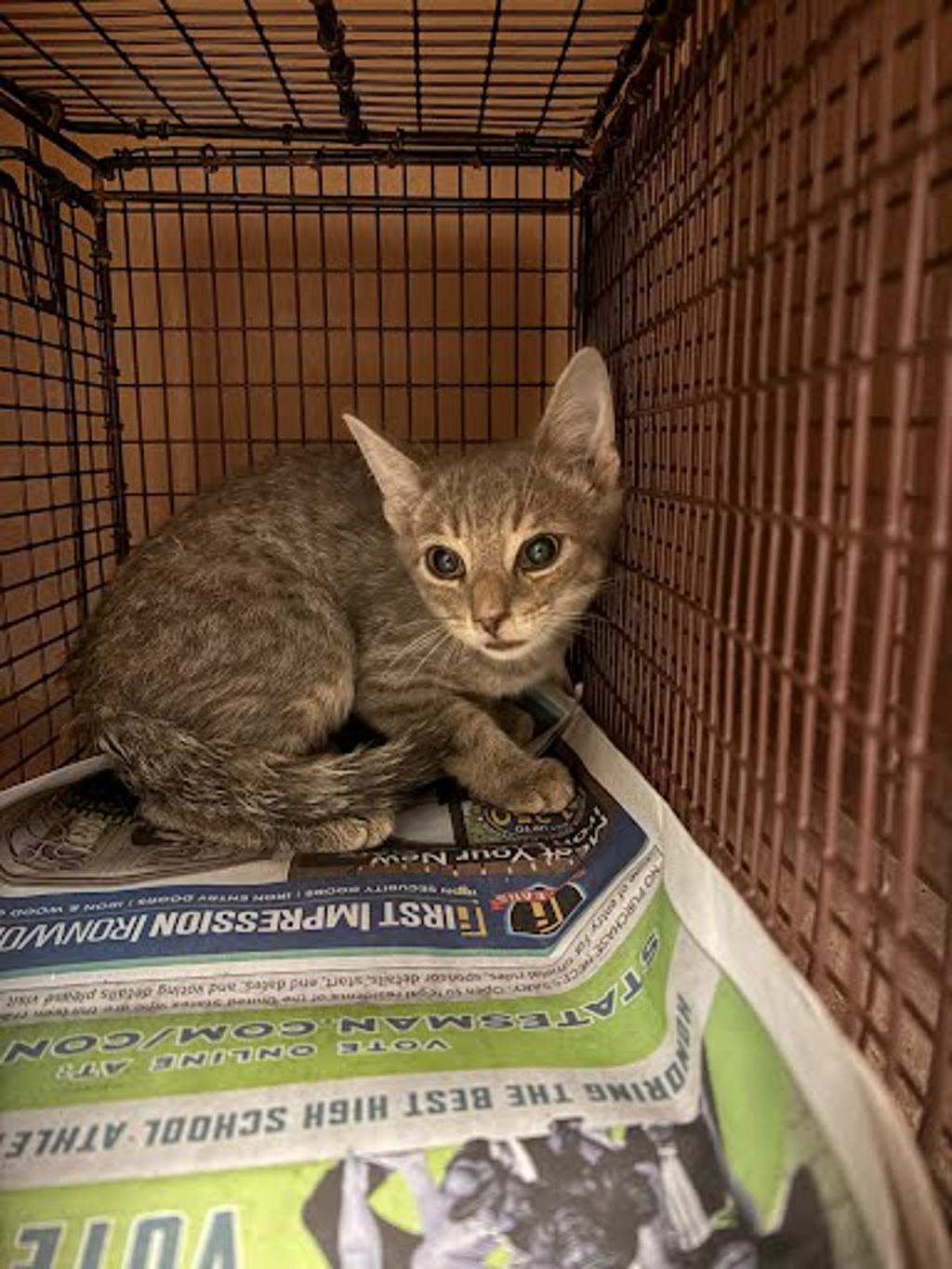 Shelter Stray Unknown Cat last seen Near Branrust Drive, AUSTIN, TX, 78744, 7201 Levander Loop bldg a, Austin, TX 78702, USA