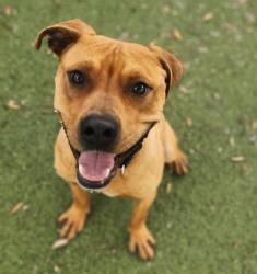 Shelter Stray Male Dog last seen MANOR, TX, 78653, 7201 Levander Loop bldg a, Austin, TX 78702, USA