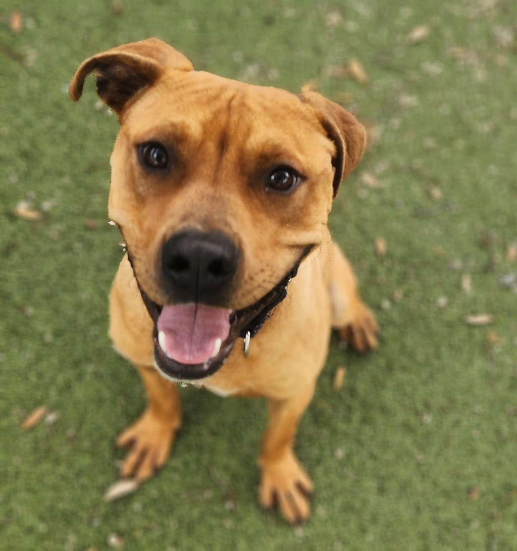 Shelter Stray Male Dog last seen MANOR, TX, 78653, 7201 Levander Loop bldg a, Austin, TX 78702, USA