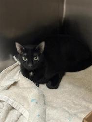 Shelter Stray Female Cat last seen TX, 7201 Levander Loop bldg a, Austin, TX 78702, USA