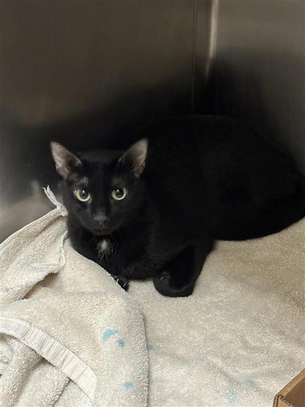 Shelter Stray Female Cat last seen TX, 7201 Levander Loop bldg a, Austin, TX 78702, USA