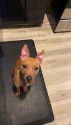 Found/Stray Female Dog last seen Im not sure, Cicero, IL 60623