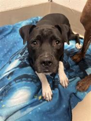 Shelter Stray Female Dog last seen TX, 7201 Levander Loop bldg a, Austin, TX 78702, USA