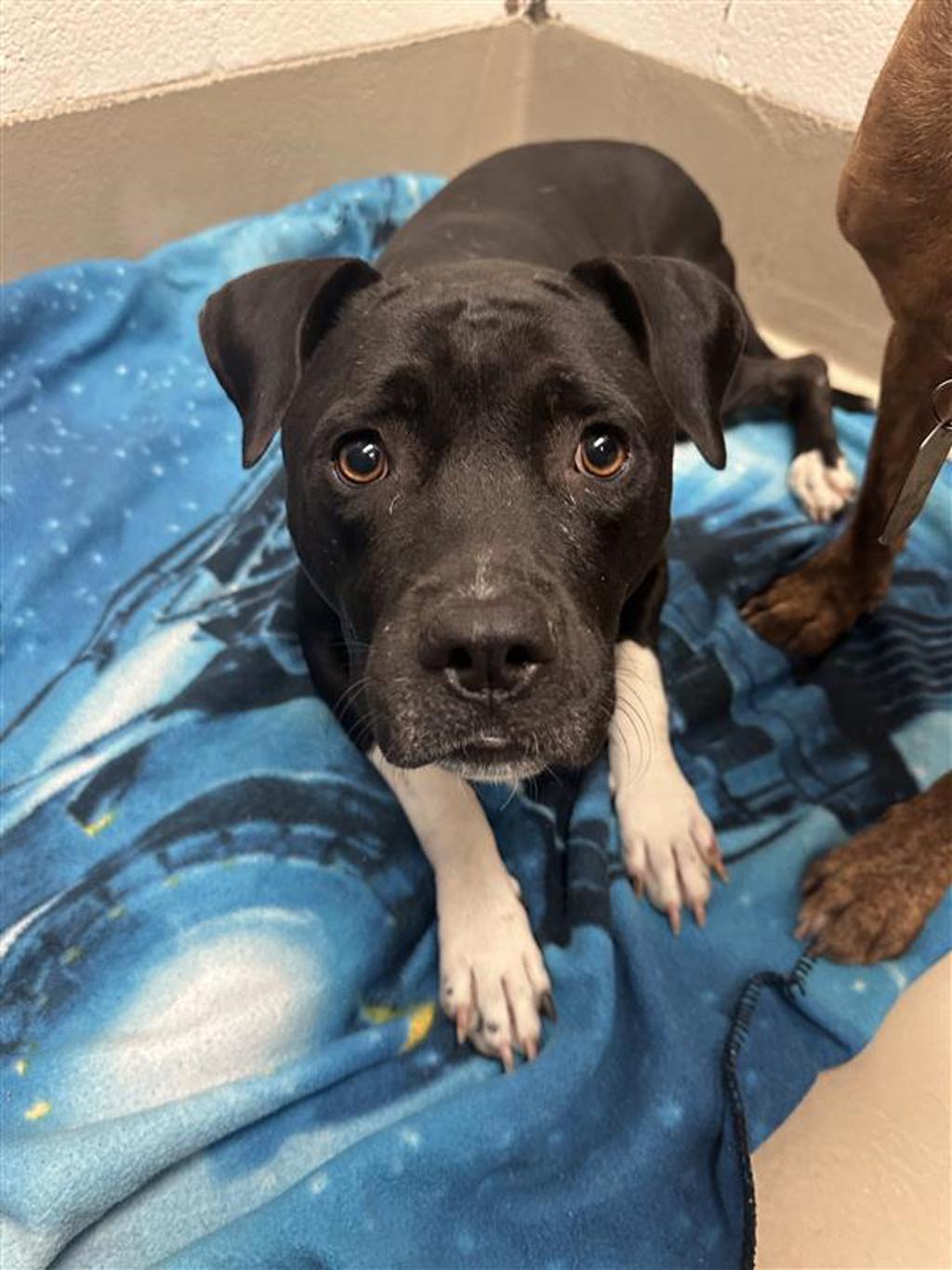 Shelter Stray Female Dog last seen TX, 7201 Levander Loop bldg a, Austin, TX 78702, USA