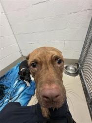 Shelter Stray Male Dog last seen TX, 7201 Levander Loop bldg a, Austin, TX 78702, USA