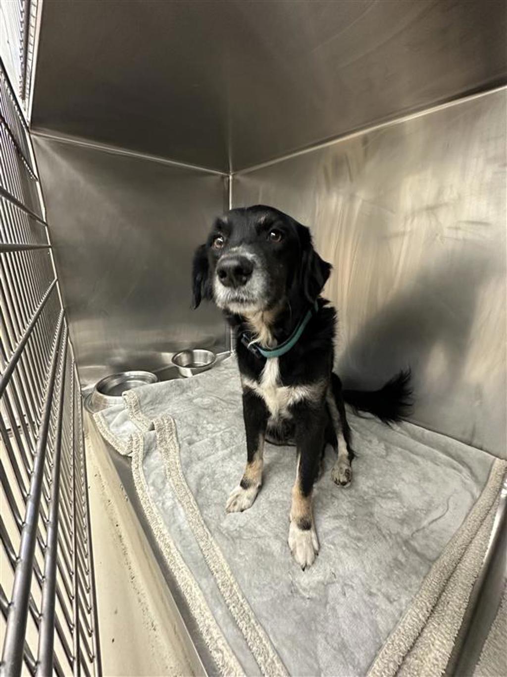 Shelter Stray Male Dog last seen TX, 7201 Levander Loop bldg a, Austin, TX 78702, USA