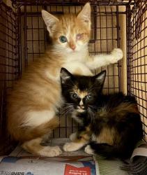 Shelter Stray Male Cat last seen Near Pinnacle Crest Loop, AUSTIN, TX, 78747, 7201 Levander Loop bldg a, Austin, TX 78702, USA
