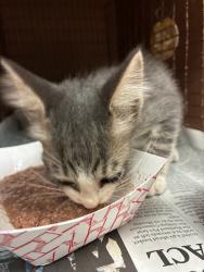 Shelter Stray Unknown Cat last seen Near Silvermine Drive, AUSTIN, TX, 78736, 7201 Levander Loop bldg a, Austin, TX 78702, USA