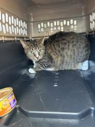 Shelter Stray Female Cat last seen Near Montford Court, VIRGINIA BEACH, VA, 23452, 341 S Birdneck Rd, Virginia Beach, VA 23451, USA