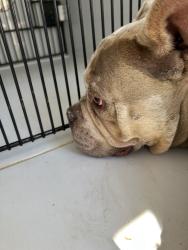 Shelter Stray Male Dog last seen Near Shooting Star Drive, VIRGINIA BEACH, VA, 23456, 341 S Birdneck Rd, Virginia Beach, VA 23451, USA