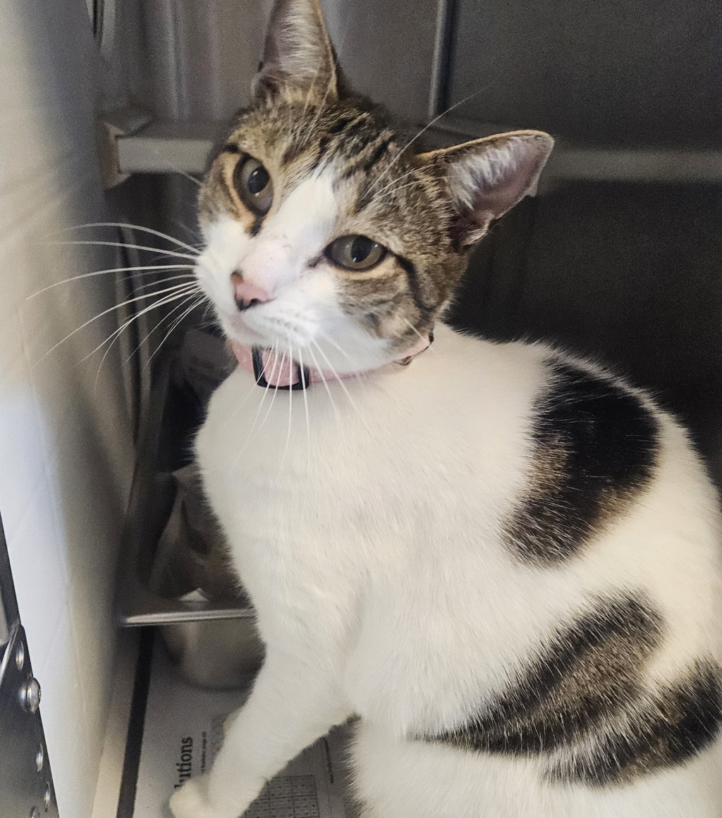 Shelter Stray Female Cat last seen Near Hegenberger, OAKLAND, CA, 94621, 8323 Baldwin St, Oakland, CA 94621, USA