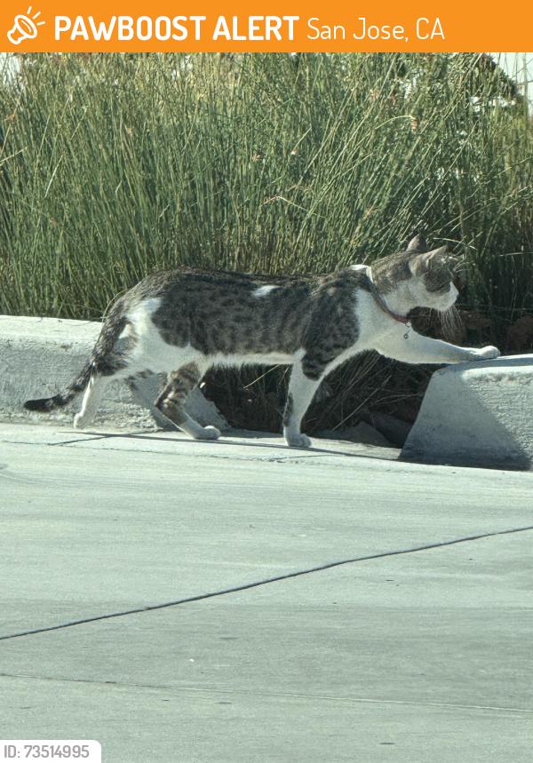 Found/Stray Unknown Cat last seen Near chevron next to Starbucks, San Jose, CA 95133