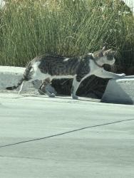 Found/Stray Unknown Cat last seen Near chevron next to Starbucks, San Jose, CA 95133